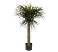Atmosphera Yucca Tropical 150cm