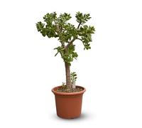 Attitude Jardin - Crassula ovata - arbre de jade - 80-90 cm - ⌀ 30 cm - cactus et plantes grasses