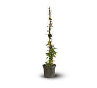 Attitude Jardin - Jasmin etoilé - rhyncospermum - plante grimpante - 100-110 cm - ⌀ 18 cm