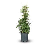 Attitude Jardin - Jasmin polyanthum pyramide - plante grimpante - 70-80 cm - ⌀ 17 cm