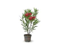 Attitude Jardin - Laurier nana - Nérier méditerranéen nana - 70-80 cm - ⌀ 19 cm - plante d'extérieur - fleur rouge