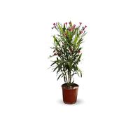 Attitude Jardin - Laurier - Nérier méditerranéen - 50-60 cm - ⌀ 22 cm - plante d'extérieur - fleur rouge