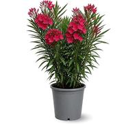 Attitude Jardin - Laurier - Nérier méditerranéen - 90-100 cm - ⌀ 24 cm - plante d'extérieur - fleur rouge