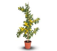 Attitude Jardin - Mimosa gaulois tige - acacia dealbata - plante fleurie - 120-130 cm - ⌀ 24 cm - plante d'extérieur