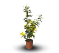 Attitude Jardin - Mimosa gaulois tige - acacia dealbata - plante fleurie - 80-90 cm - ⌀ 19 cm - plante d'extérieur