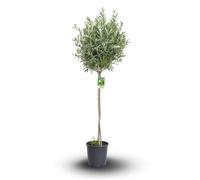 Attitude Jardin - Olivier europaea - arbuste méditerranéen - 160-180 cm - ⌀ 24 cm - plante d'extérieur