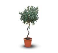 Attitude Jardin - Olivier europaea tige torsadé - arbuste méditerranéen - 80-90 cm - ⌀ 17 cm - plante d'extérieur
