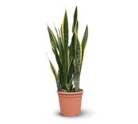 Attitude Jardin - Sansevieria trifasciata laurentii -plante d'intérieur - peu d'entretien - 110-120 cm - ⌀ 30 cm - succulente