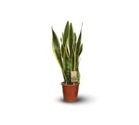 Attitude Jardin - Sansevieria trifasciata laurentii -plante d'intérieur - peu d'entretien - 60-70 cm - ⌀ 17 cm - succulente