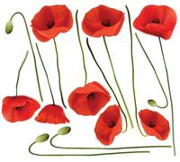 Autocollant mural – Coquelicots rouge vermillon – Fond transparent – 100 x 115 cm
