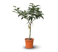 Avocatier Hass - persea americana - arbre fruitier - ↕ 110-120 cm - ⌀ 24 cm