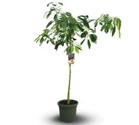 Avocatier - hass - persea americana - arbre fruitier - ↕ 180-200 cm - ⌀ 35 cm