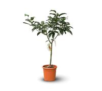 Avocatier Hass - persea americana - arbre fruitier - ↕ 90-100 cm - ⌀ 22 cm