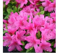 Azalée 'Geisha Rose' - Plantes Vivaces AZALEE DU JAPON pour Jardin & Balcon - Arbustes à Fleurs Persistantes en Pot