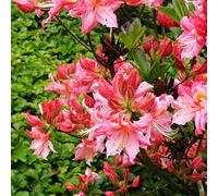 Azalées roses - Azalea knaphill | 60-80 cm en conteneur