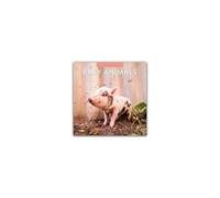 Baby Animals 2026 Square Wall Calendar
