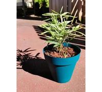 Bac À Fleurs Rond Riviera Soleilla - Plastique - Diametre 60 Cm - Bleu Bleu