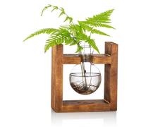 Bacs à plantes en verre avec étagère en bois pour la culture de plantes aquatiques