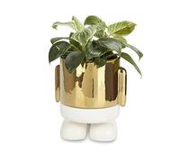 Balvi Pot de Fleurs MrStandy Gold Edition Couleur Doré Ce Pot élégant ne Passe Pas inaperçu sur Votre