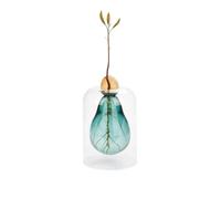 Balvi Vase de Germination Avocado Vase,Couleur Vert Vase pour avocatier Verre