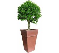BAMA SENSATIONE 50 cm, marron