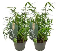 Bambou Fargesia Angustissima - Bambou Non Traçant Persistant - Haie Brise-Vue Compact à Cannes Pourpres - Idéal Jardin et Pot (40-50 cm avec pot 14cm)