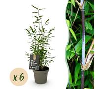Bambou - Fargesia Black Dragon - Feuillage persistant - Vert - 6 Plantes - 25-35cm - Ø14cm - Plante de jardin