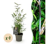 Bambou - Fargesia Black Dragon - Vert - 4 Plantes - Persistant - Non-rotatif - Pot 14cm Hauteur 35cm - 25-35cm - Ø14cm - Plante de jardin