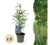Bambou - Fargesia Blue Dragon - Feuillage persistant - Vert - 6 Plantes - 25-35cm - Ø14cm - Plante de jardin