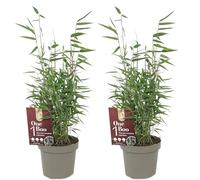 Bambou Fargesia Jiuzhaigou - Bambou Panda Rouge Persistant Rustique - Haie Brise-Vue Non Traçant - Chaumes Rouges Décoratifs Jardin et Pot (20-30 cm avec pot 10 cm)