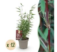 Bambou - Fargesia Red Dragon - Feuillage persistant - Non envahissant - Vert - 12 Plantes - 25-35cm - Ø14cm - Plante de jardin