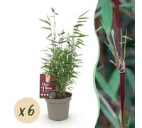 Bambou - Fargesia Red Dragon - Persistant - Non envahissant - Vert - 6 Plantes - 25-35cm - Ø14cm - Plante de jardin
