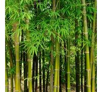 Bambou Fargesia Robusta Campbell 60/80cm - Plante En Pot - Hauteur 4 à 5 m - Exposition Soleil à Mi-ombre Sol