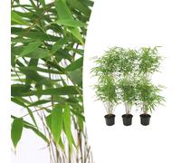 Bambou - Fargesia Rufa | 6 pièces - 25cm - Ø13cm - Plante de jardin