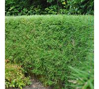 Bambou Fargesia rufa, à feuilles persistantes, 2 plants, bambou vert pour haie