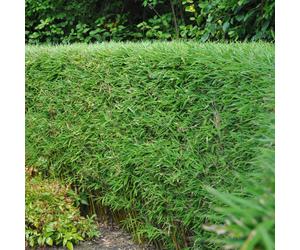 Bambou Fargesia rufa, à feuilles persistantes, 4 plants, non envahissant