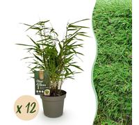 Bambou - Fargesia Rufa - Feuillage persistant - Non envahissant - Vert - 12 Plantes - 25-35cm - Ø14cm - Plante de jardin
