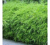 Bambou Fargesia Rufa GardenersDream - Plante de Bambou Non Traçant Formant des Touffes - Naturelle Idéale en Pot, sur la Terrasse, dans le Jardin et en Haie