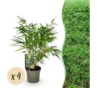 Bambou - Fargesia rufa - Vert - 4 Plantes - Persistant - Non envahissant - Pot 17cm Hauteur 60cm - 50-60cm - Ø17cm - Plante de jardin