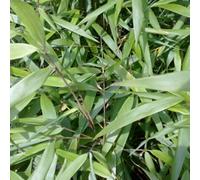 Bambou - Fargesia scabrida « Asian Wonder » | 60-80 cm en pot