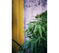 Bambou non traçant 'pingwu' taille du pot - en pot de 2 litres