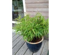 Bambou non traçant rufa taille du pot - en pot de 5 litres