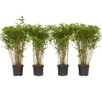 Bambou non-traçant - Set de 4 - Fargesia nitida 'Gansu' - H50-70cm - ⌀17cm