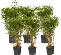 Bambou non-traçant - Set de 6 - Fargesia nitida 'Gansu' - H50-70cm - ⌀17cm