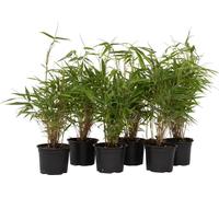 Bambou non-traçant - Set de 6 - Fargesia rufa - Hauteur 25-40cm - ⌀13cm