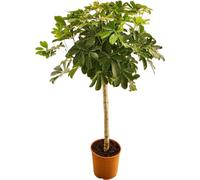 Bambou rouge 4x - ↨60cm - Ø19