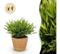 Bamusa Pogonatherum Monica - Bambou - Plante pour animaux - Vert - 4 Plantes - avec Panier - 20cm - Ø12cm - Plante d'intérieur - Ensemble complet - Plante avec pot