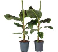 Bananaier nain - Set de 2 - Musa 'Dwarf Cavendish' - Hauteur 90-100cm - ⌀21cm