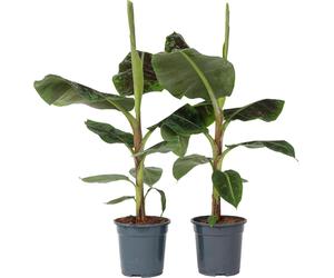 Bananaier nain - Set de 2 - Musa 'Dwarf Cavendish' - Hauteur 90-100cm - ⌀21cm