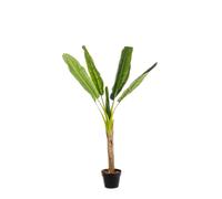 Bananier C-Pot 7feuilles H113